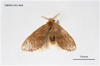 藏品(毒蛾科)的圖片